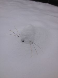 Snow Kitty is now an artic seal cub.
