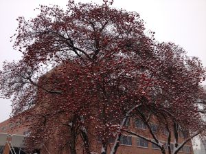 Montage of trees at the Boise Library!