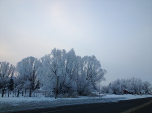 Frozen fog makes delicate ice crystals on all the branches, turning trees white.